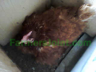 a broody hen in a nest box