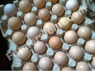 Eggs in a crate