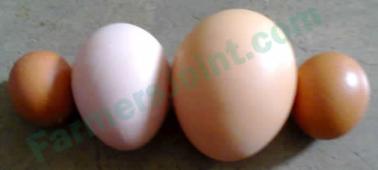 2 Tiny eggs with one medium-sized and one large-sized eggs