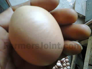 A Slightly Deformed Egg