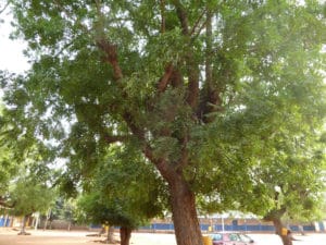 Neem Tree