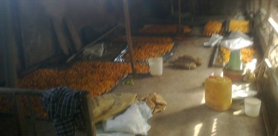 Yellow Pepper Harvest