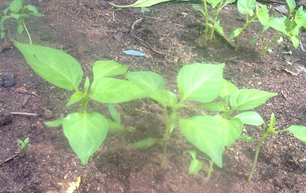 Nsukka Yellow Pepper Seedlings