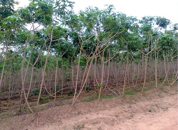 A cassava farm with few weeds. These weeds will not have significant effect on yield.