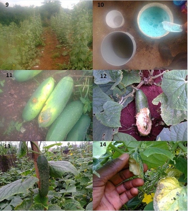   9. trellised cucumbers 10. Making a copper fungicide 11. Diseased cucumber fruit 12. Cucumber fruit eaten by a rodent 13. A maturing cucumber fruit on my first farm 14. Cucumber fruit eaten by a rodent