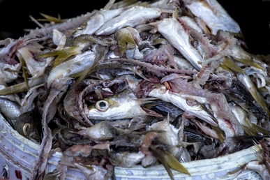 Fish waste