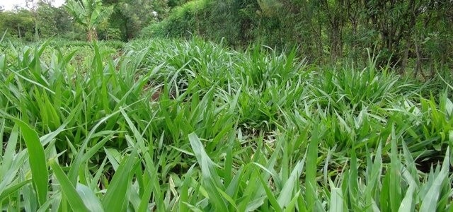 The Brachiaria grass