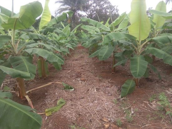 My plantain farm. Notice the dry grass mulch between rows