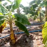 Spray tube irrigation in my plantain farm