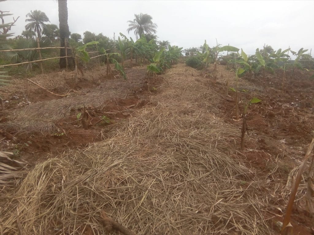 New Plantain Plantation looking miserable initially