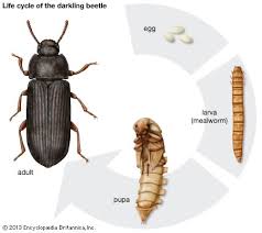 Litter beetle life cycle