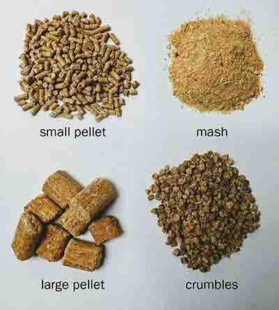 Different pellet sizes of creep feed for piglets. Larger pellet sizes are better
