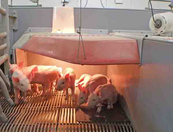 Heated creep area for piglets