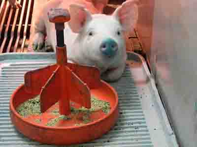 Round feeder for piglets