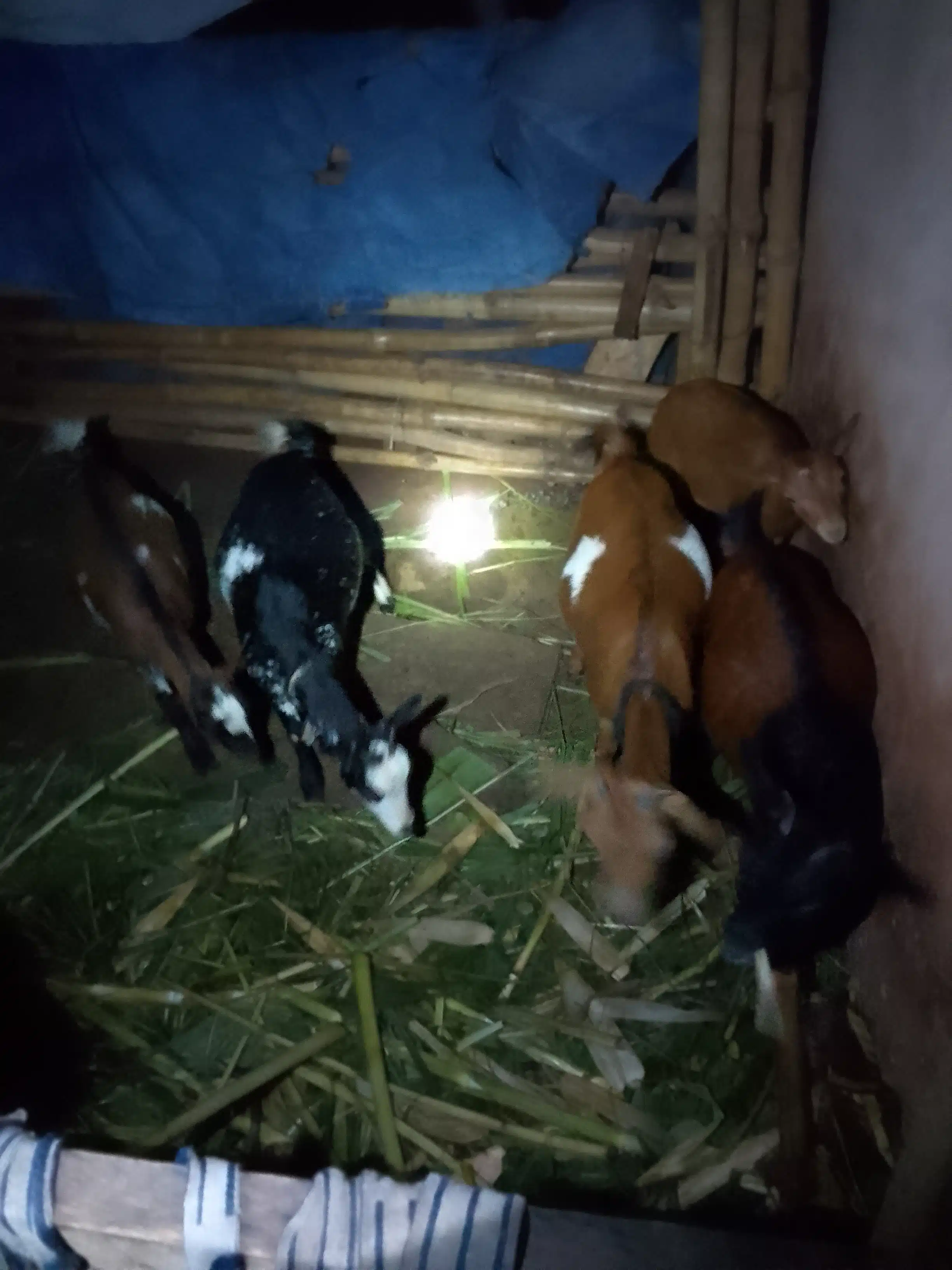 My 5 female goats