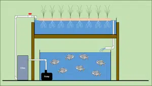 Aquaponic system with plants suspended above fish pond